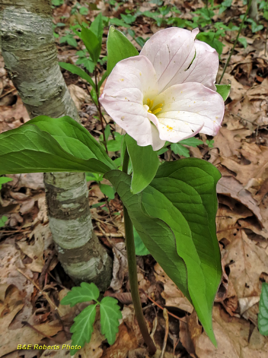 Trillium