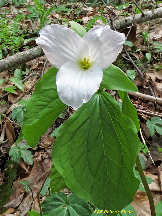 Trillium