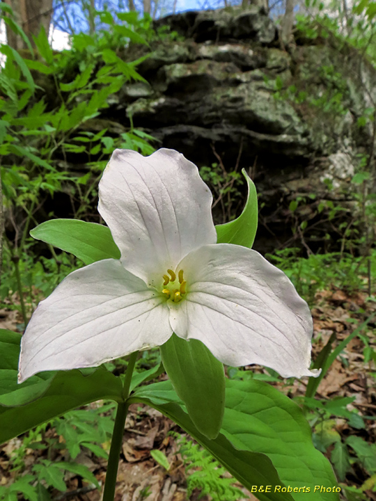 Trillium