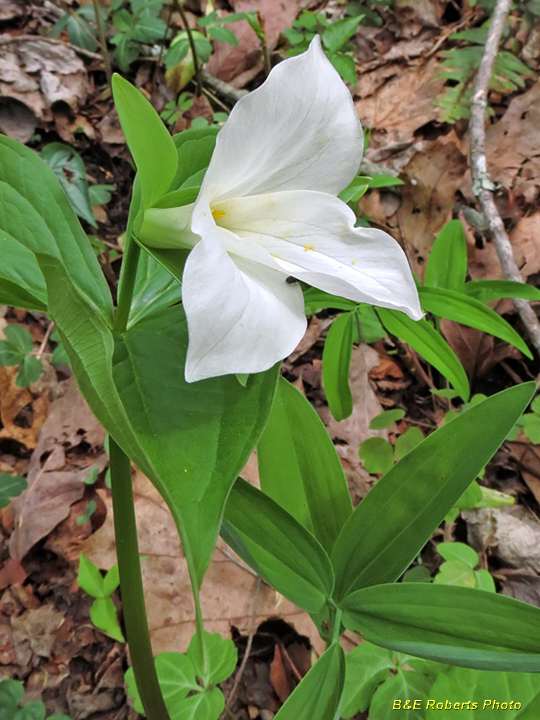 Trillium_grandiflorum