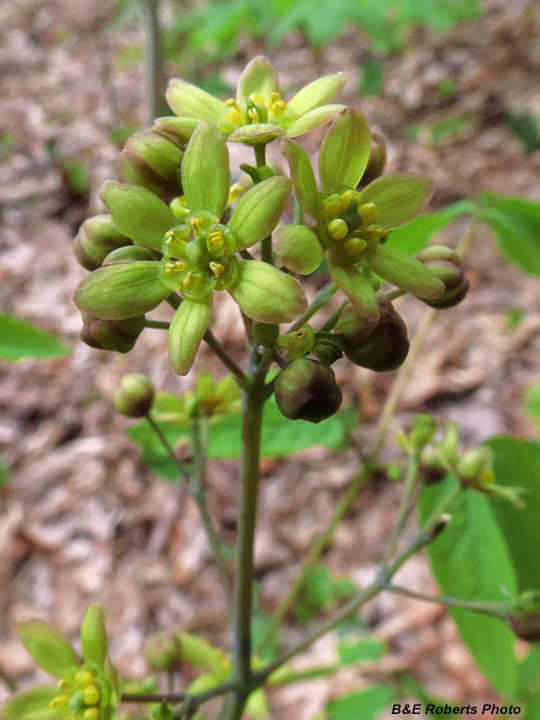 Blue_Cohosh