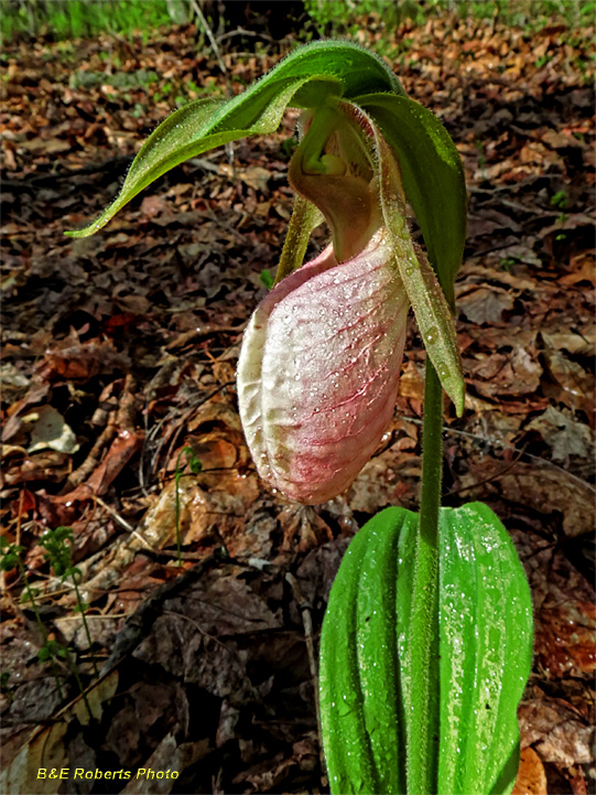 Lady_Slipper