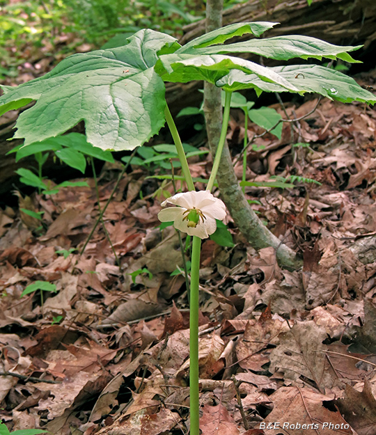 Mayapple