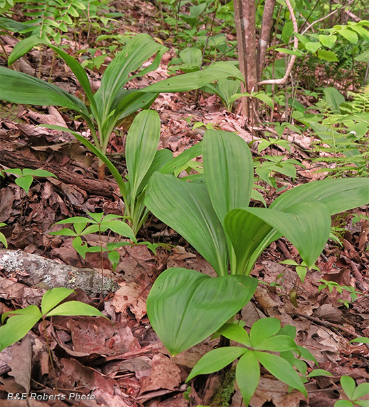 Veratrum