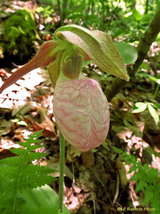 Lady_Slipper