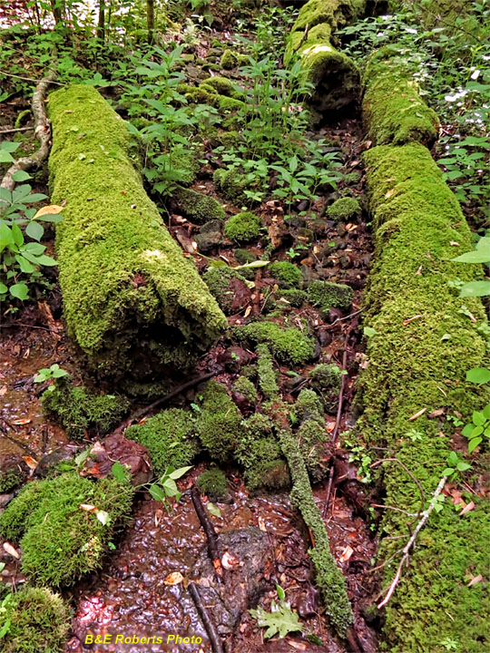 Mossy_Logs_Creek