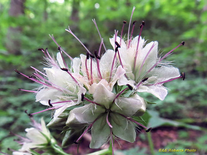 Waterleaf