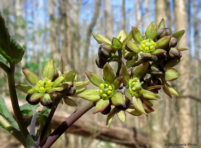 Blue_Cohosh