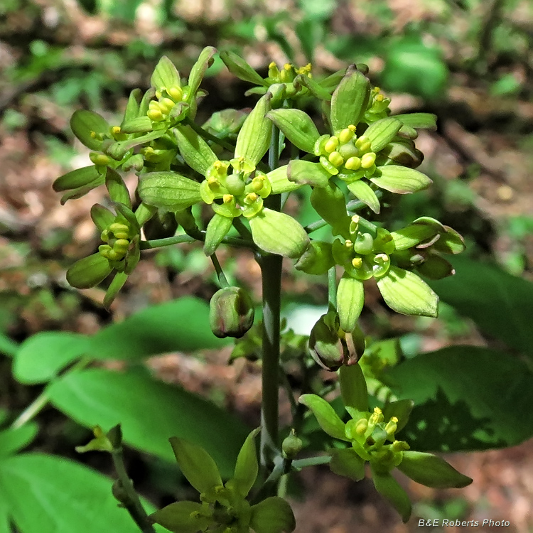 Blue_Cohosh