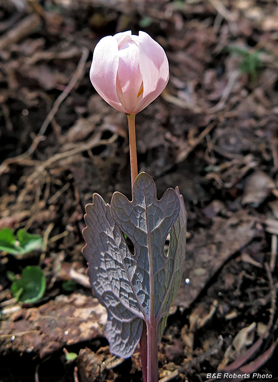 Pink_Bloodroot