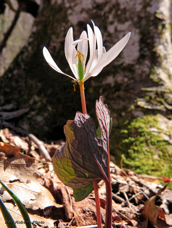 Bloodroot