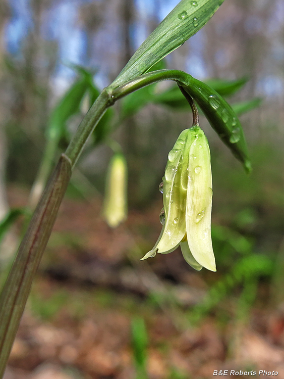 Bellwort