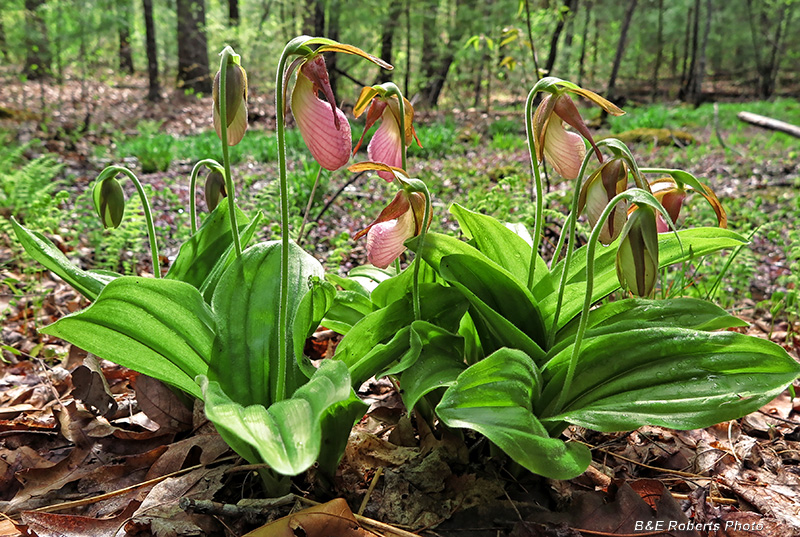 Lady_Slippers