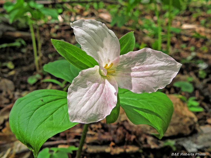 Trillium_grandiflorum