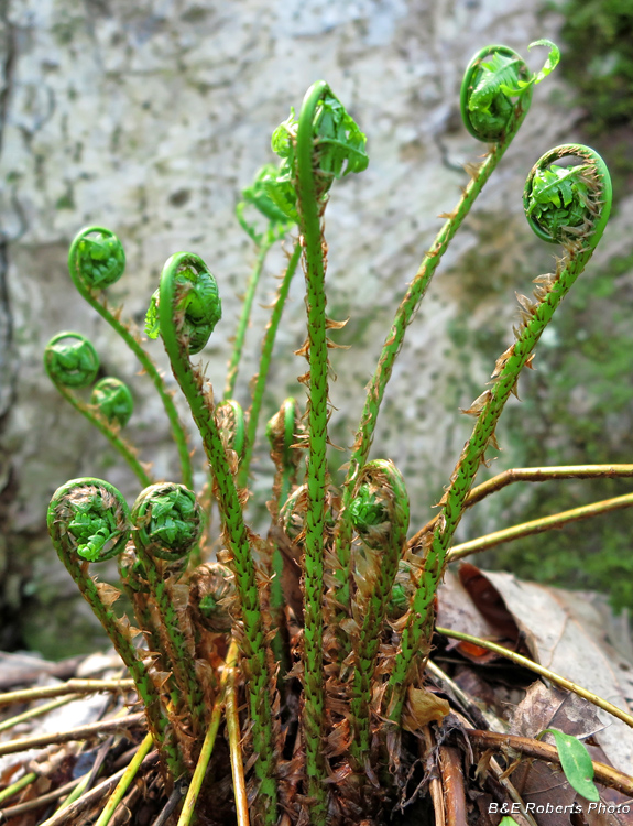 Fiddleheads