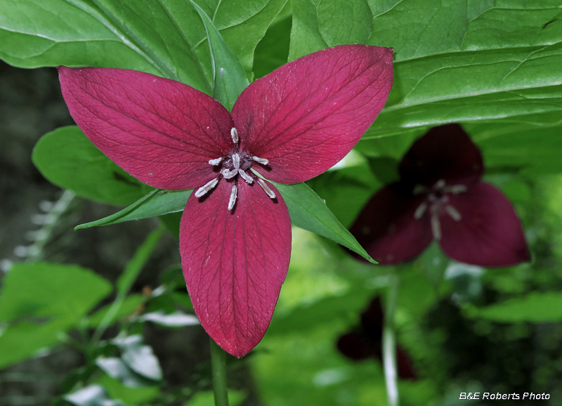 Vasey_Trilliums