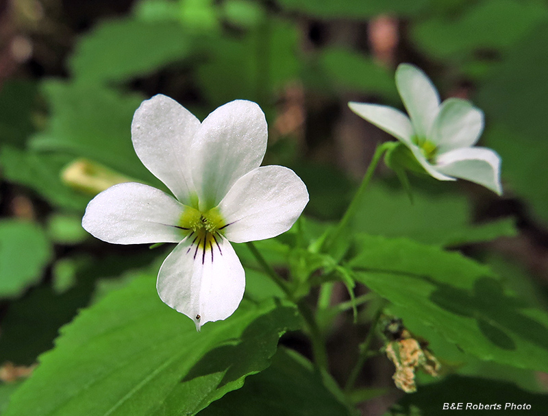 Canada_Violet