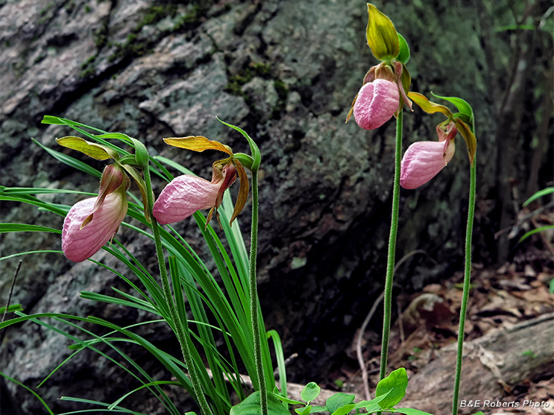 Lady_Slippers