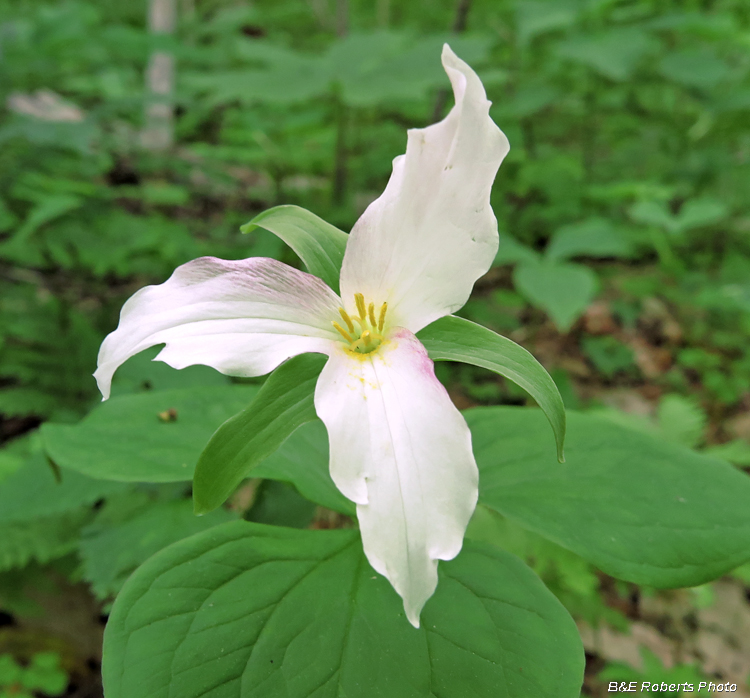 Trillium_grandiflorum