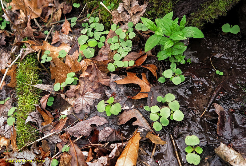 Jewelweed