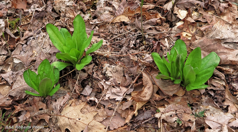 Veratrum