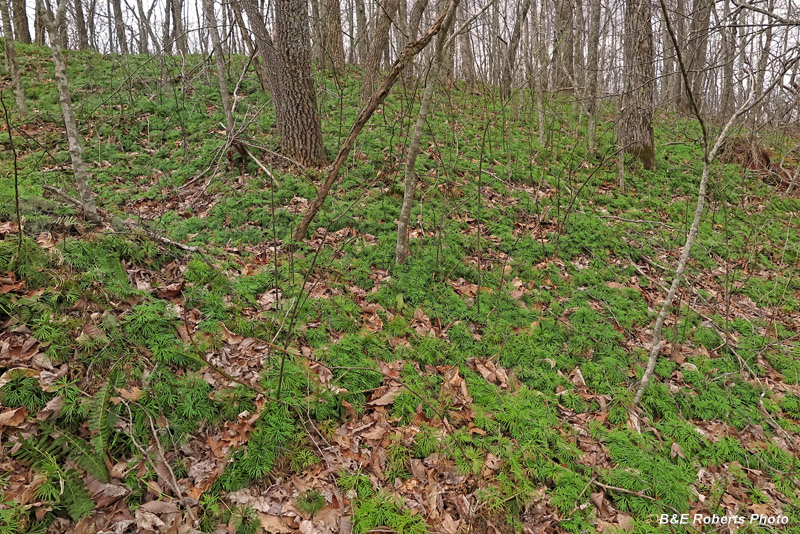 Early_Meadow_Rue