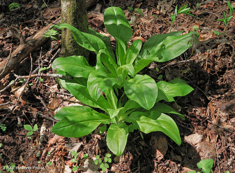 Veratrum