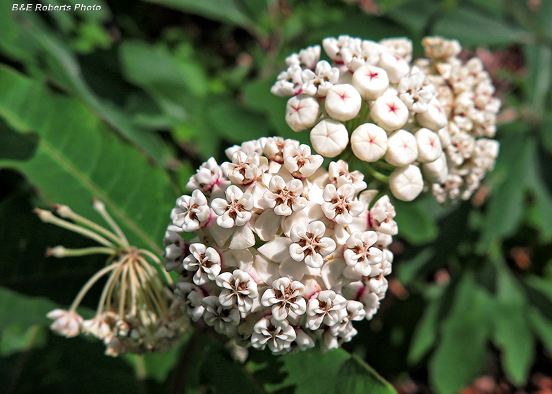 Milkweed