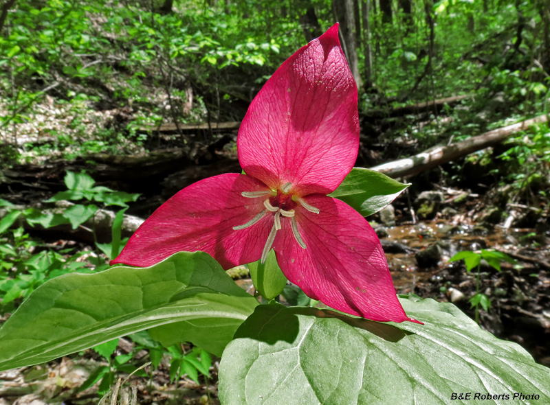 Trillium_erectum