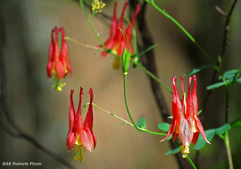 Columbine