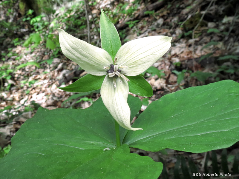 Cream_Trillium_erectum