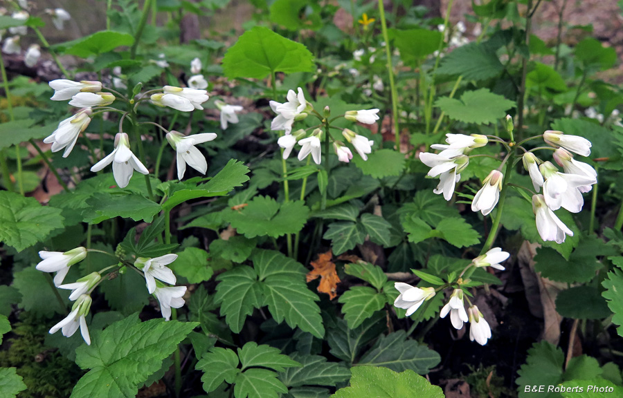 Toothwort