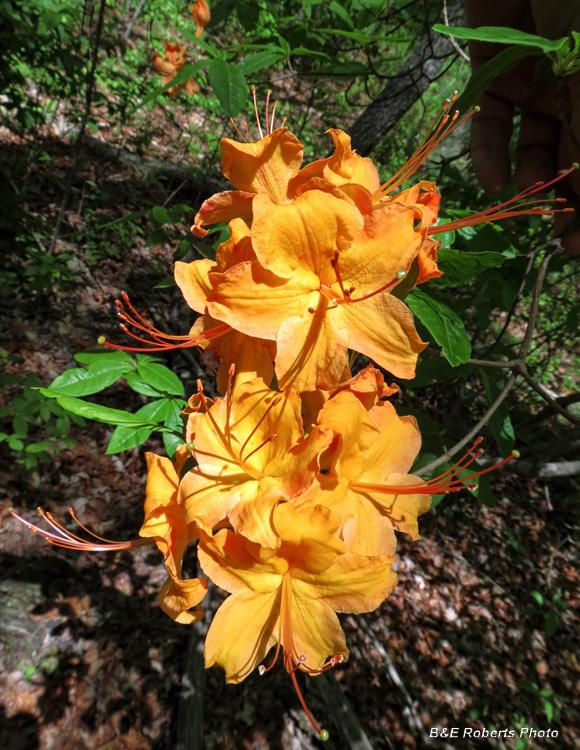 Flame_azalea