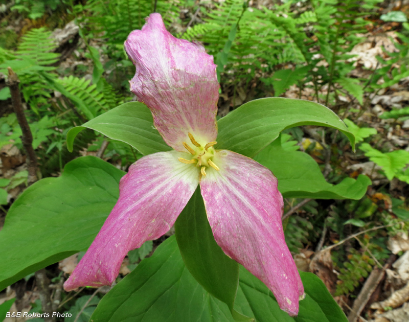 Red_Trillium_grandiflorum