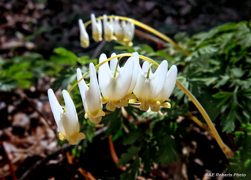 Dutchman_Breeches