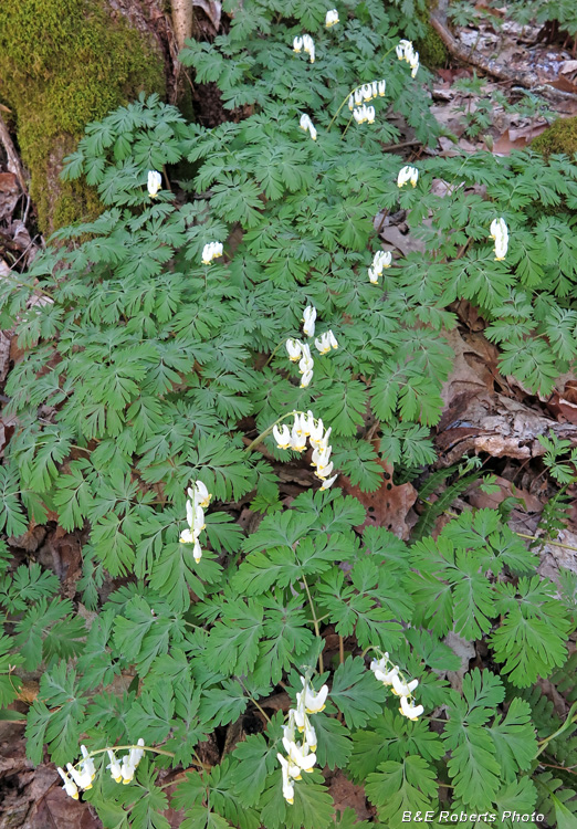 Dutchman_Breeches