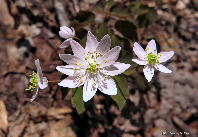 Rue_Anemone