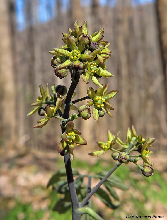 Blue_Cohosh