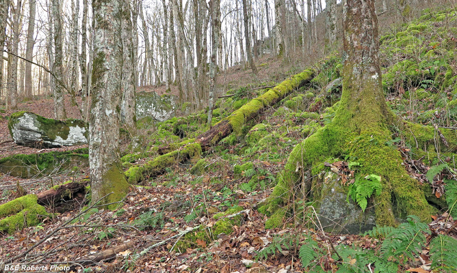 Boulder_field