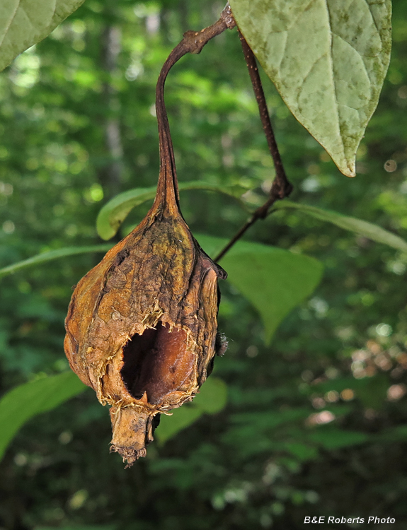 Sweetshrub_pod