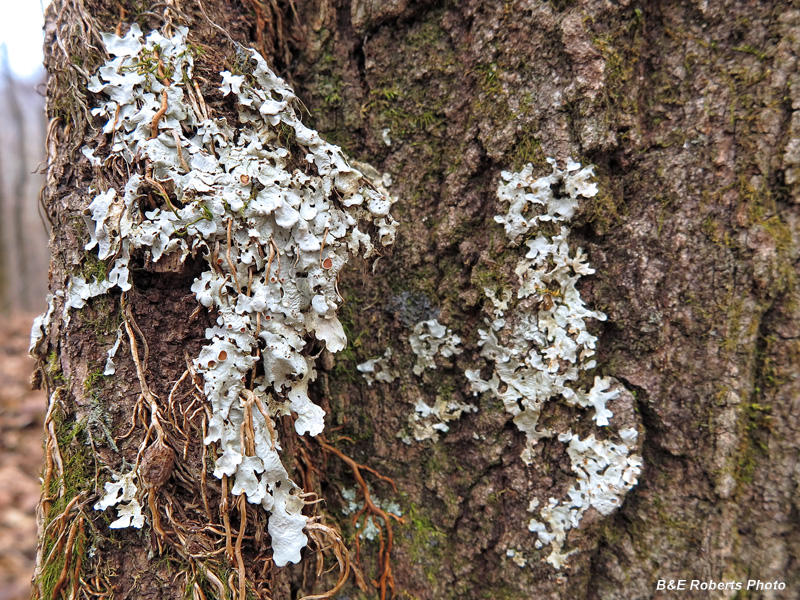 Lichens