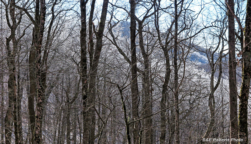 Snow_in_trees