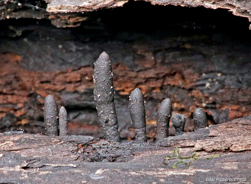 Dead_Mans_Fingers