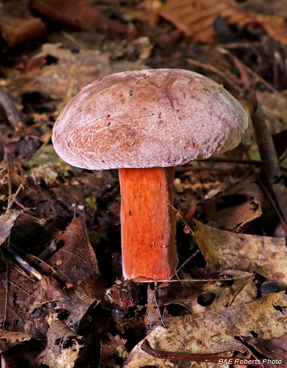 Bolete