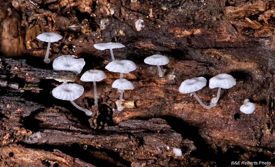 Tiny_mushrooms