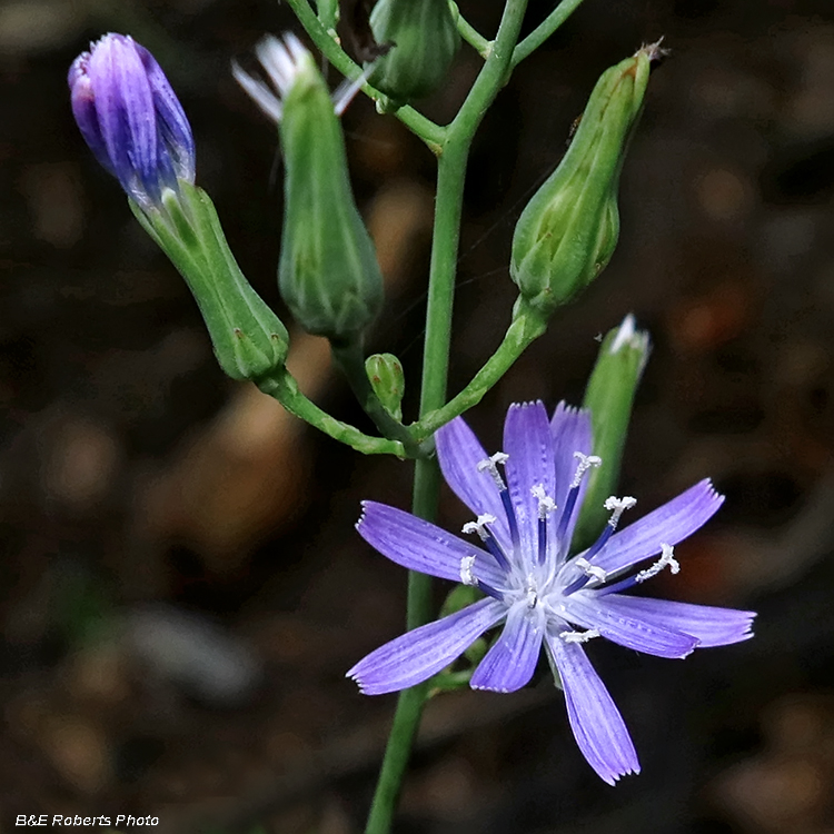 Chicory