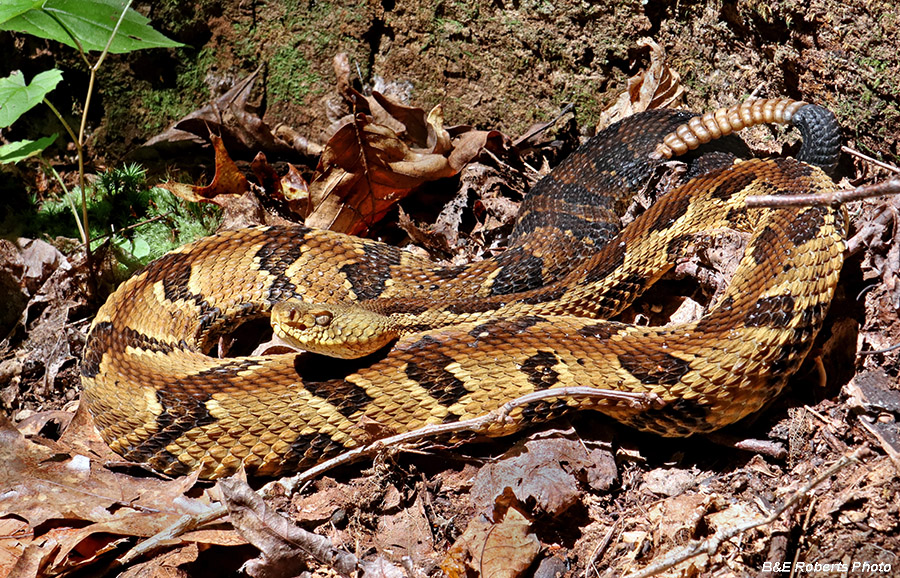 Rattlesnake