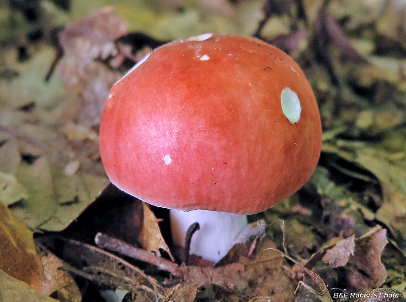 Mushroom