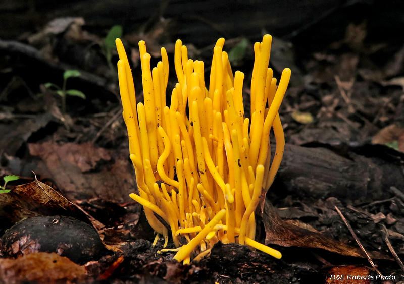 Coral_fungi