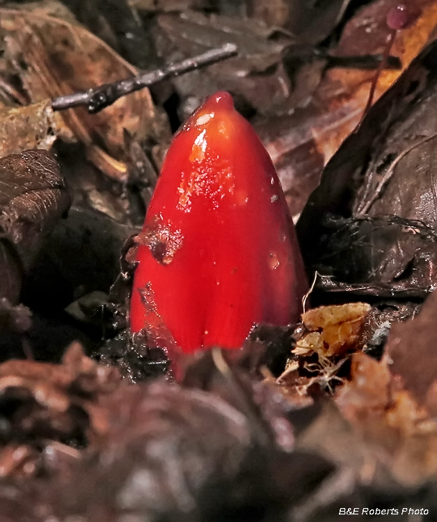 Waxcap